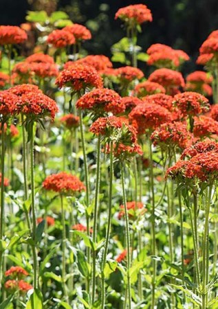 LYCHNIS chalcedonica